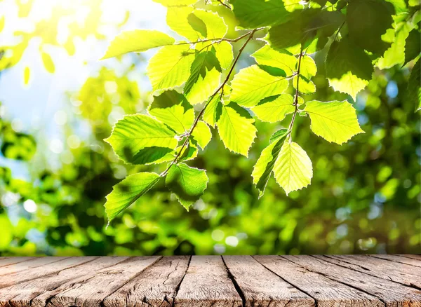 Весенний фон природы с зелеными деревьями и деревянным столом — стоковое фото