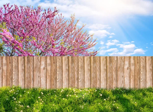 Деревянный забор на заднем дворе и цветущее дерево весной — стоковое фото