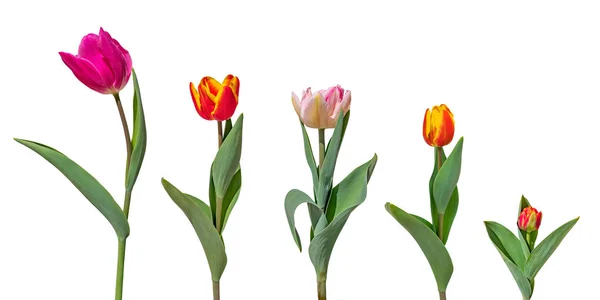 Conjunto de flores de tulipa coloridas isoladas no fundo branco — Fotografia de Stock