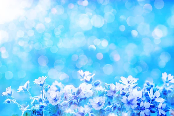 Bahar yabani çayır çiçekleri ans bulanık mavi arka plan