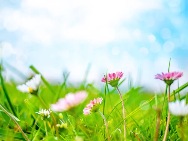 Весенний фон с ромашками - беллис многолетний, Маргарита и голубое небо — стоковое фото