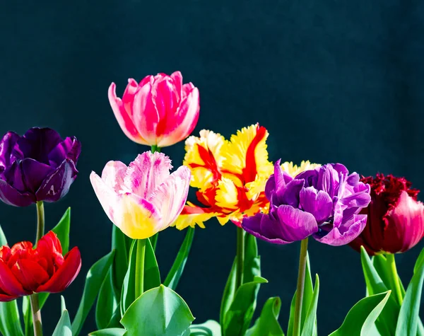 Ramo de tulipanes de colores sobre fondo oscuro — Foto de Stock