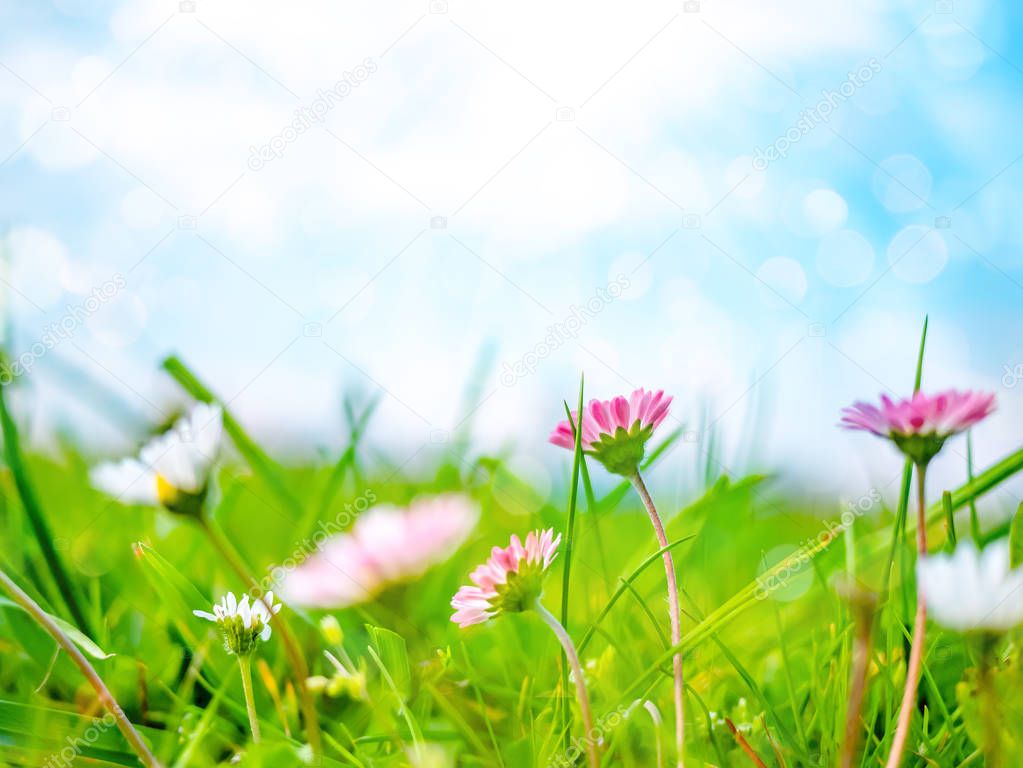 Spring nature background with daisies - bellis perennis, marguerite and blue sky