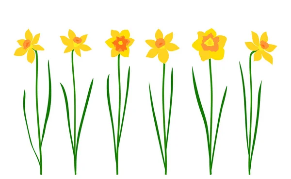 Conjunto de narcisos aislados sobre fondo blanco — Vector de stock