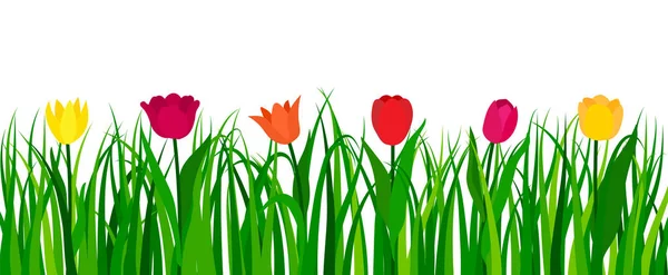 Tulipanes coloridos con hierba verde aislada sobre fondo blanco — Vector de stock