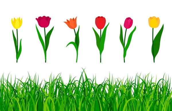 Tulipanes coloridos con hierba verde aislada sobre fondo blanco . — Vector de stock