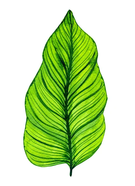 Akvarell zöld levél elszigetelt fehér háttér — Stock Fotó