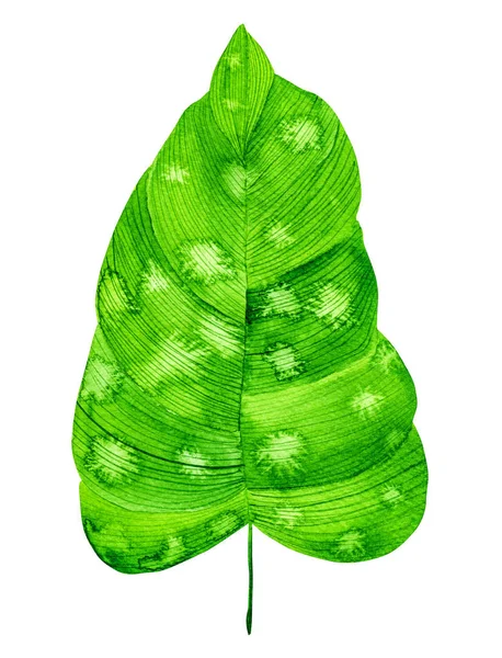 Akvarell zöld levél elszigetelt fehér háttér — Stock Fotó