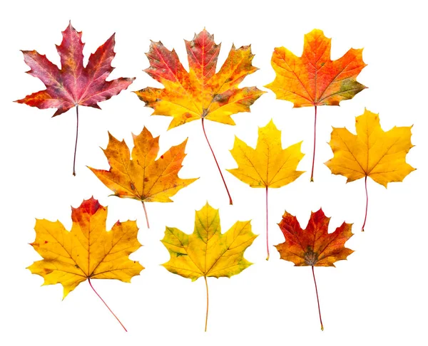 Kleurrijke herfstbladeren geïsoleerd op witte achtergrond — Stockfoto