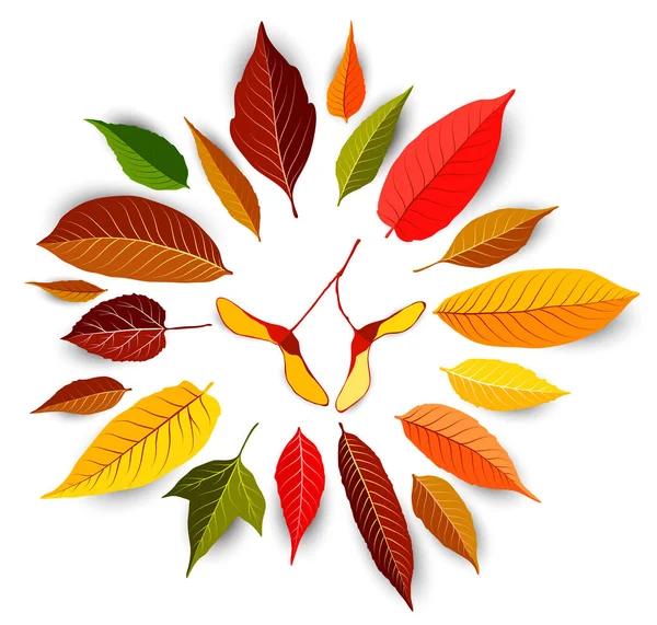 Reeks van kleurrijke herfst bladeren vector — Stockvector