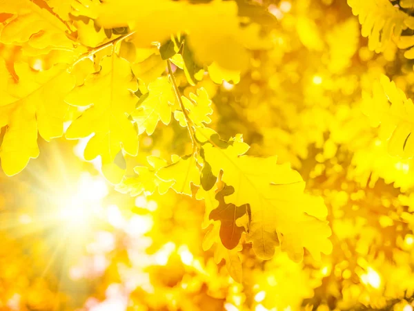 Herfst natuur achtergrond met eiken boom bladeren en zon — Stockfoto