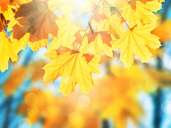 Fallende Herbst-Ahornblätter auf bunt verschwommenem Hintergrund — Stockfoto