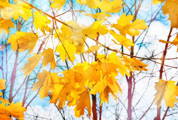 Herfst natuur achtergrond met esdoorn takken — Stockfoto