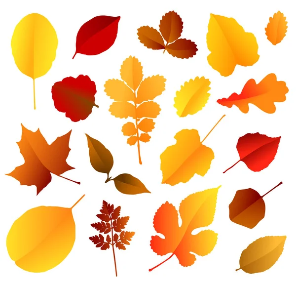 Folhas de outono coloridas conjunto isolado no fundo branco — Vetor de Stock