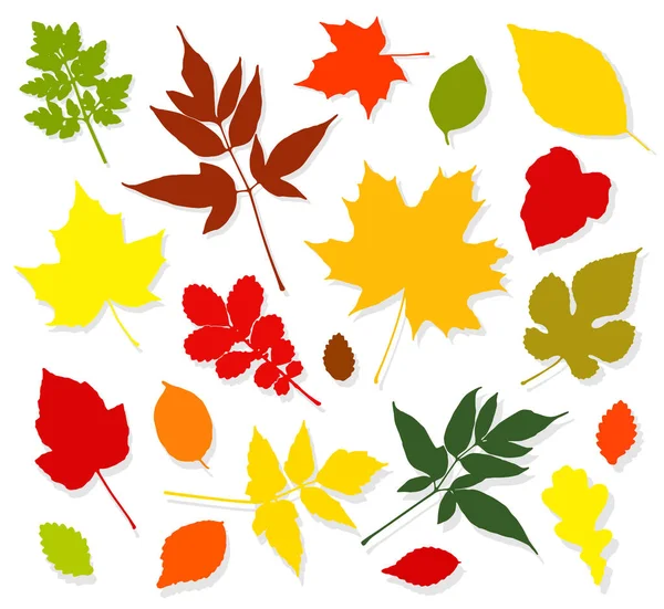 Folhas de outono coloridas definidas no fundo branco. Vector ilustrat — Vetor de Stock