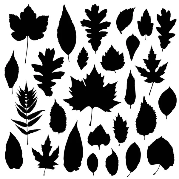 Feuilles silhouettes isolées sur fond blanc — Image vectorielle