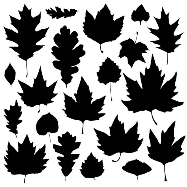Conjunto de siluetas de hojas aisladas sobre fondo blanco — Archivo Imágenes Vectoriales