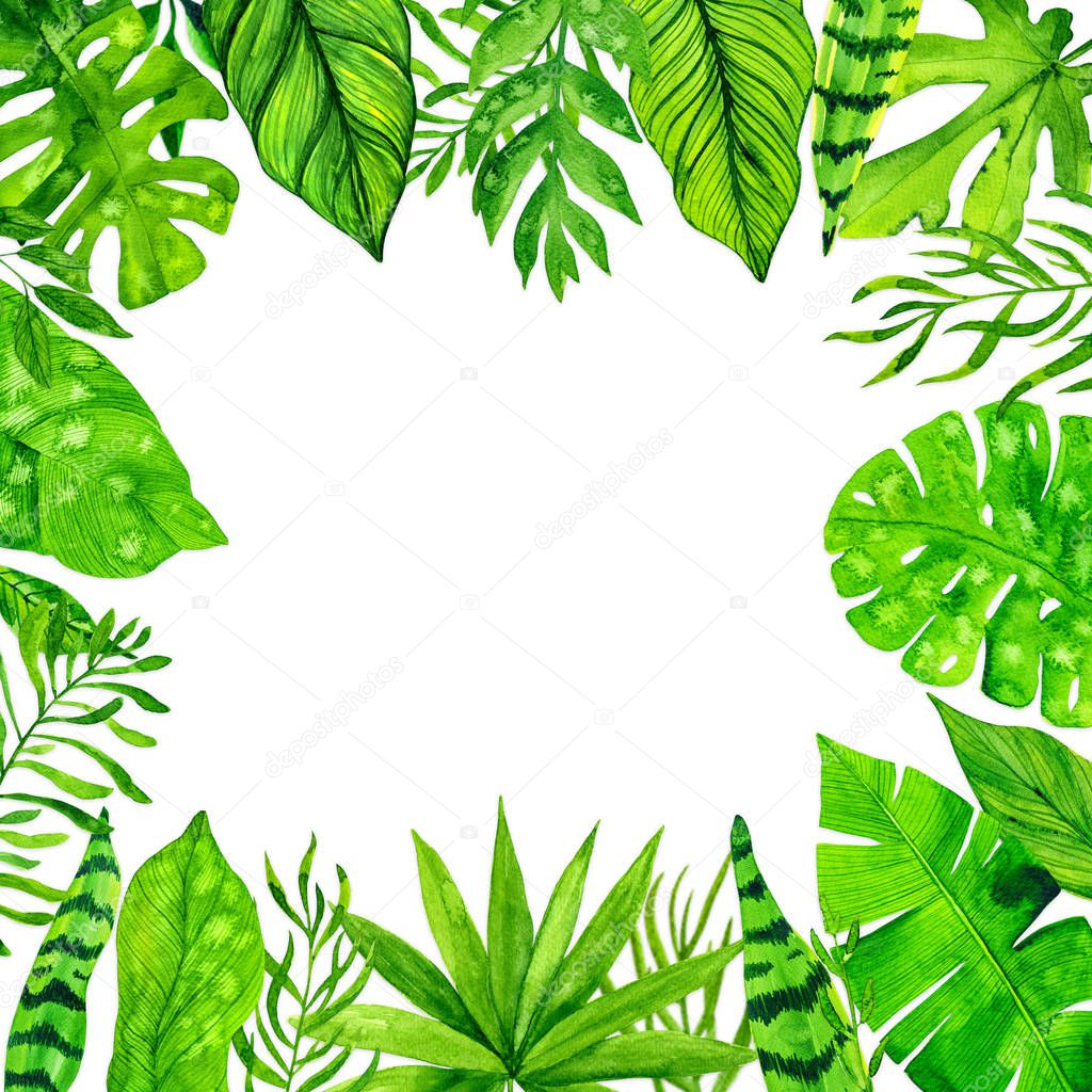 Tropical exotic leaves frame on white background