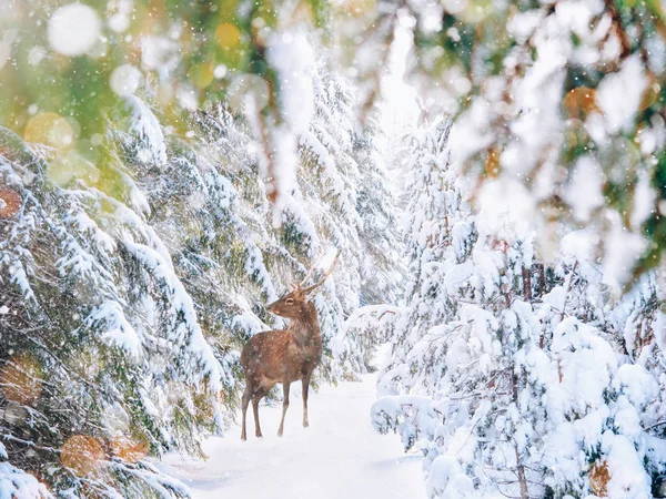 Winter landschap met besneeuwde bos en herten — Stockfoto