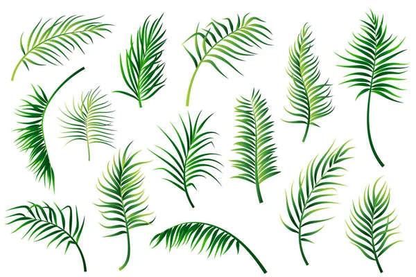Palmenblätter Auf Weißem Hintergrund Vektorillustration — Stockvektor