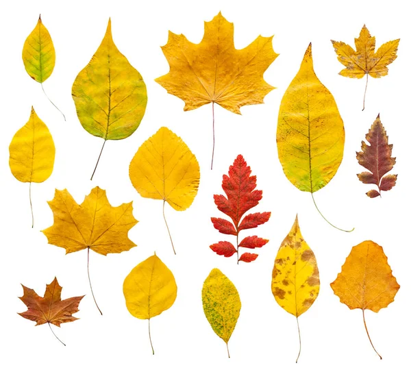 Kleurrijke Herfstbladeren Geïsoleerd Witte Achtergrond — Stockfoto