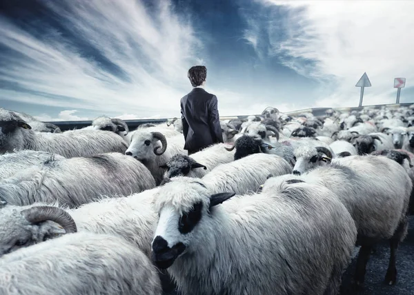 Koyun sürüsünün ortasında duran bir işadamı ters yönde yürüyor. Kutu konseptinin dışında. Kalabalıktan uzak dur..