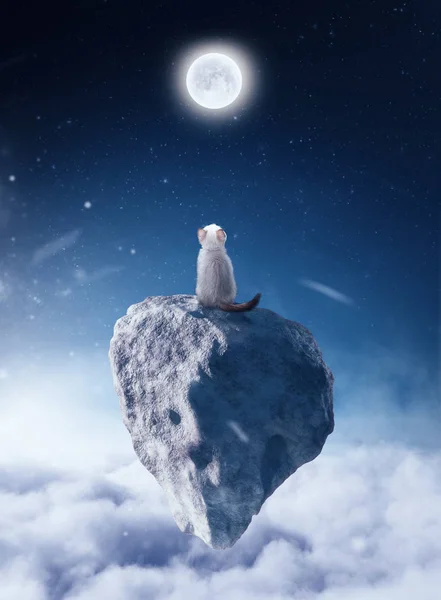 Gato arriba del cielo — Foto de Stock