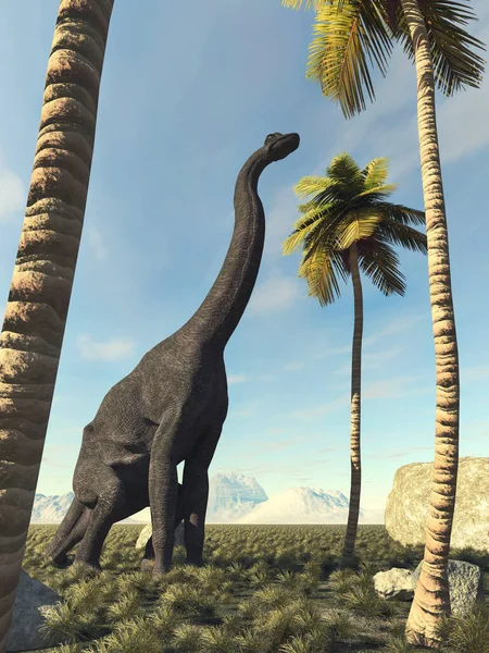 Brachiosaurus Dzsungelben Egy Pálmafát Néz Egy Renderelés Illusztráció — Stock Fotó