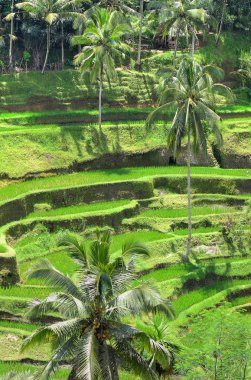 Ubud Sarayı, Bali, Endonesi