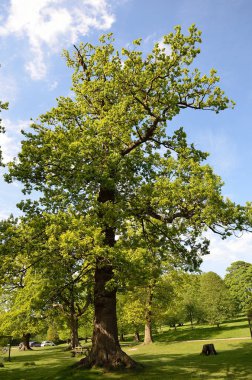 Lyme Park, Disley, Stockport, U 'daki güzel ağaç yolu.