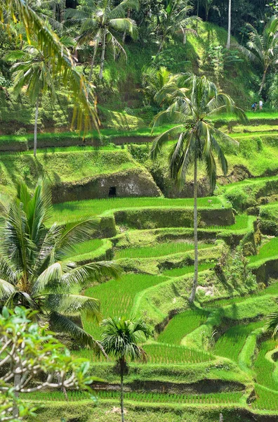 Palacio Ubud Bali Indonesi — Foto de Stock