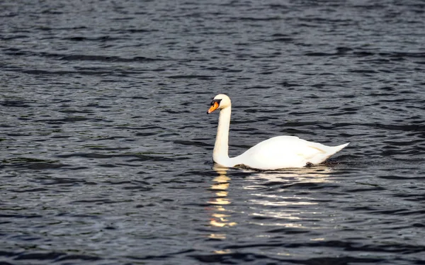 Lago Con Cigno Bianco — Foto Stock