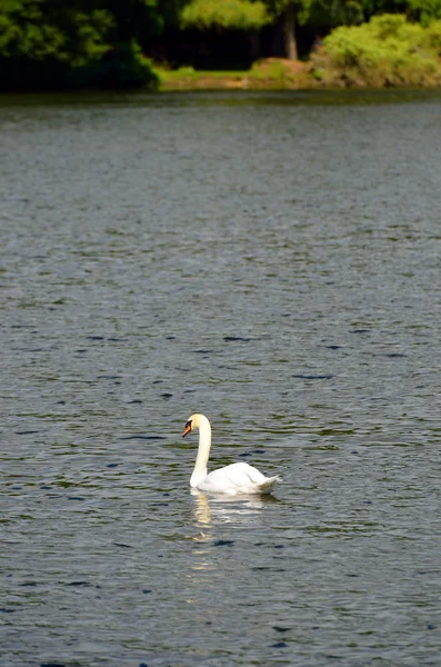 Lago Com Cisne Branco — Fotografia de Stock