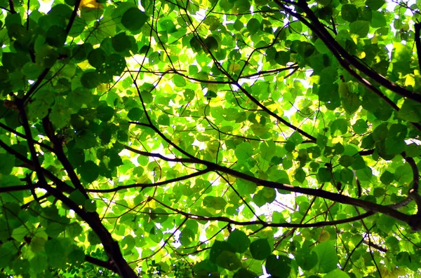 Folha Árvore Luz Sol Fundo Abstrato — Fotografia de Stock