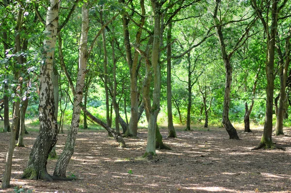 Wide Sunlit Footpath Passes Oak Silver Birch Trees Sherwood Forest Stock Picture