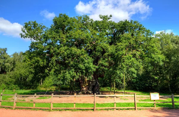 Major Tölgy Sherwood Forest Nottinghamshire Stock Kép