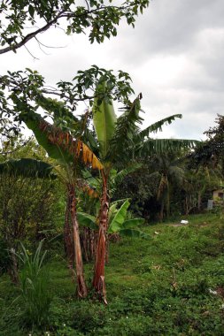 Croydon Plantation Montego Bay yakınındaki Catadupa dağlarının eteklerinde yer alan bir çalışma Ekim olduğunu. Ve çevresindeki kırsal nefes kesici ve panoramik bir görünümünü sağlar