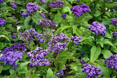 Sonbaharda yapraklar Boston Public Garden'da stok görüntü