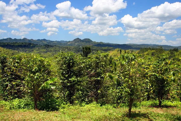 Croydon Plantation Una Plantación Trabajo Situada Las Estribaciones Las Montañas — Foto de Stock