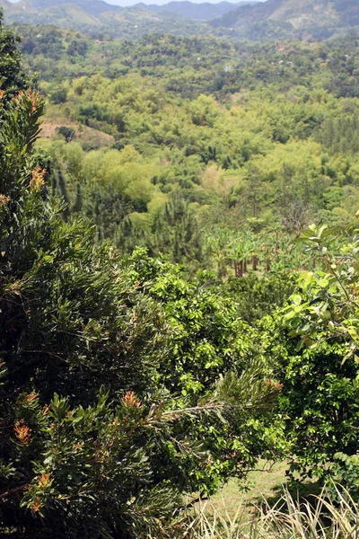 Croydon Plantacji Jest Plantacji Praca Podnóża Gór Catadupa Pobliżu Montego — Zdjęcie stockowe