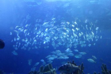 Farklı deniz hayvanları yelpazesi ile büyük kapalı akvaryum