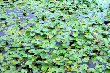 Edo Castle, hendek beklemiyordum ve Toky Merkezi büyük taş duvarlar çevrili bir büyük park alanı eski sitesi geçerli İmparatorluk Sarayı (Kokyo) yer alır