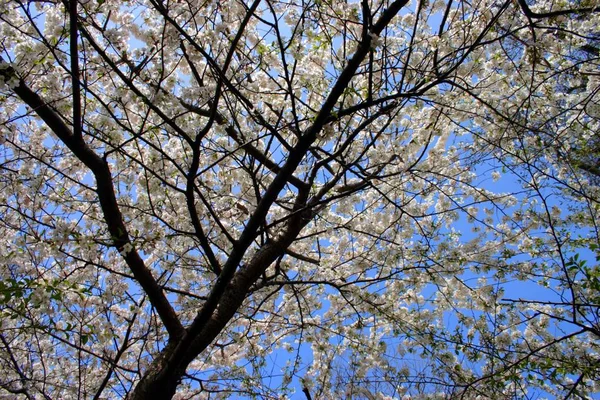 Fleur Cerisier Boston Public Garden Printemps — Photo