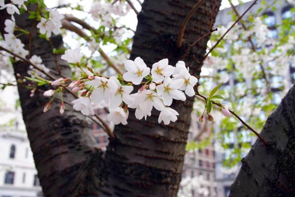 Kirschblüte Öffentlichen Garten Von Boston Frühling — Stockfoto
