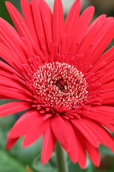 Flowers Blossom Spring Time Boston — Stock Photo, Image