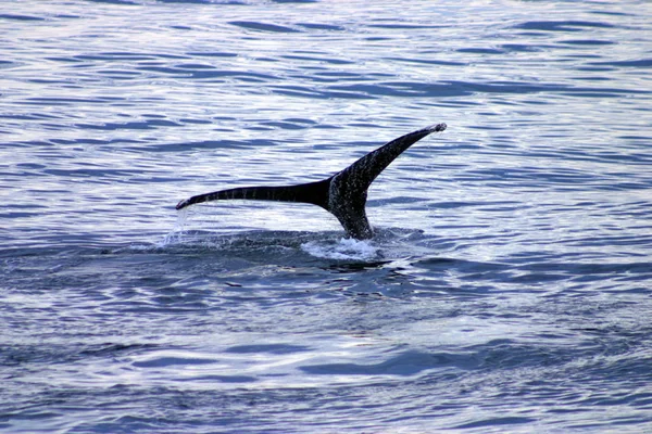 Nageoire Caudale Une Baleine Grise Dans Atlantique — Photo
