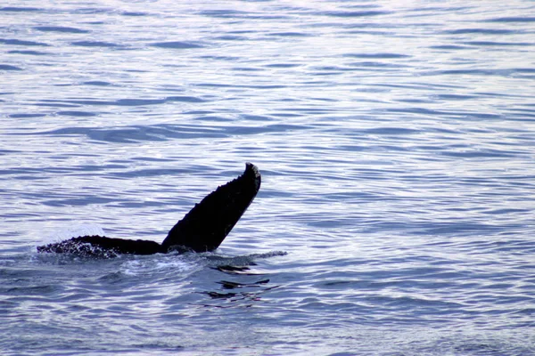 大西洋の灰色クジラの尾びれ — ストック写真