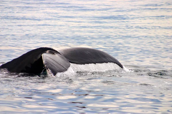 Pinna Coda Una Balena Grigia Nell Atlantico — Foto Stock