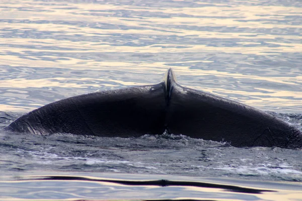 Ουραίου Πτερυγίου Μιας Φάλαινας Γκρι Στον Ατλαντικό — Φωτογραφία Αρχείου