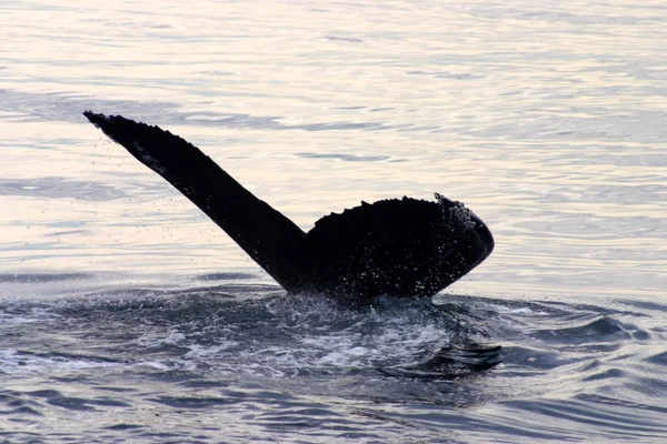 Ocasní Ploutve Šedé Velryby Atlantiku — Stock fotografie
